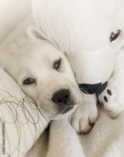 Weißer Labrador welpe kuschelt mit Eisbär auf weißem Sofa 