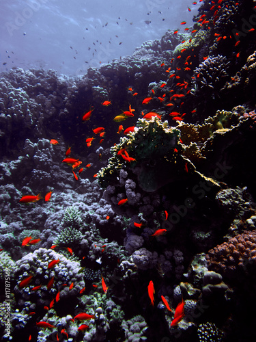  Red small fish with hard and soft colals. Coral reef on the sand