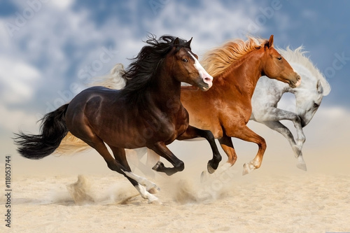 Fototapeta Three horses run gallop in dust