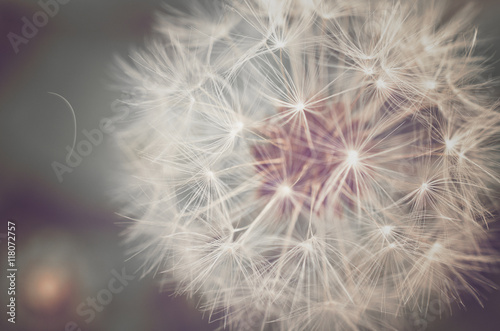 Fotoobraz na płótnie Zbliżenie dandelion kwiat - Delikatny dandelion w kwiacie, makro- strzał