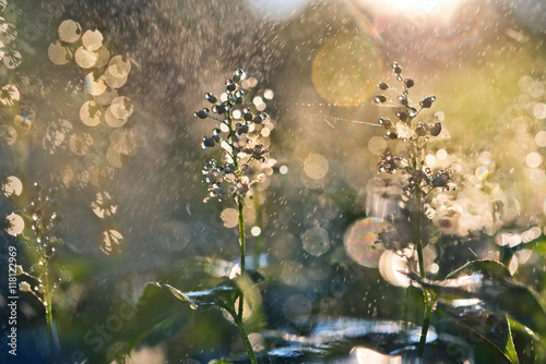 Fototapeta Shining blurred background with lens flare from dew drops on flo