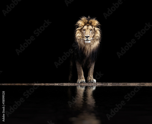 Obraz Fotograficzny Portrait of a Beautiful lion, lion at the waterhole