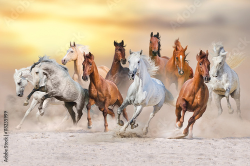 Obraz Fotograficzny Horse herd run fast in desert dust against dramatic sunset sky