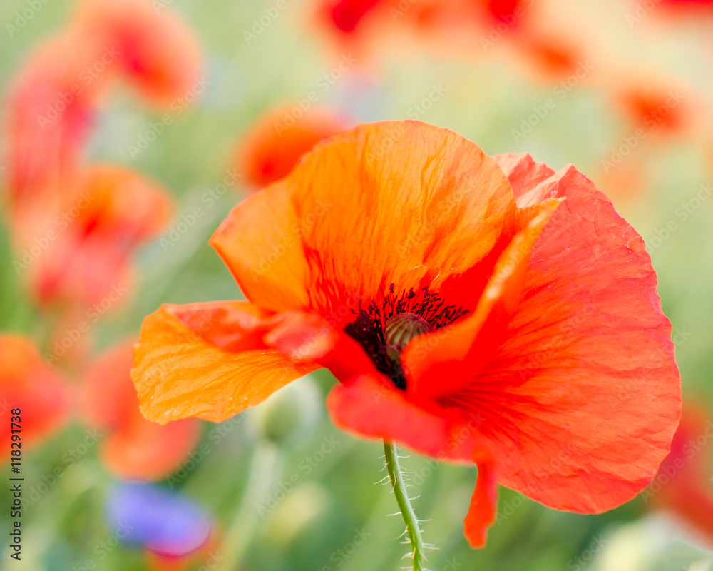 Summer happiness, summer beauty: meadow with red poppies :) 