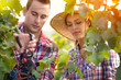 Attractive couple picking grapes Attractive couple picking grapes