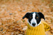 Cute female dog wearing warm scarf on autumn season Cute female dog wearing warm scarf on autumn season