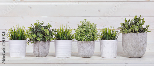  Pot plants in white pots and concrete on a background of white b