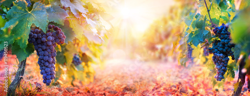 Vineyard In Fall Harvest With Ripe Grapes At Sunset
