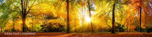 Panorama von einem herrlich schönen Wald im Herbst bei goldenem Sonnenschein