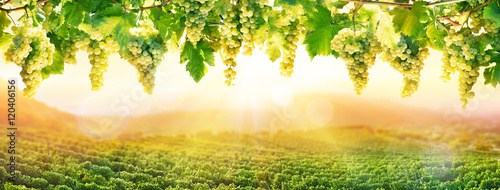 Viticulture At Sunset - White Grapes Hanging In Vineyard
