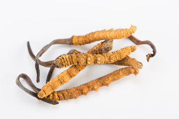 Yarsagumba Ingredient used in Traditional Chinese Medicine Yartsa Gunbu isolated on white background - Cordyceps sinensis