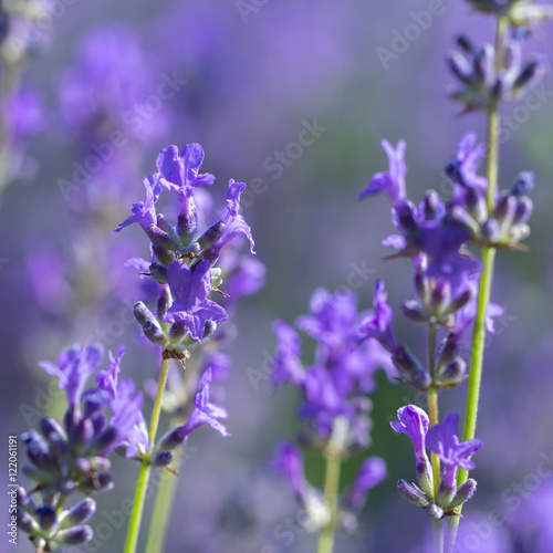  field lavender flowers