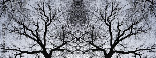 Fototapeta panorama tree silhouette