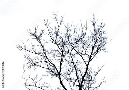 Fototapeta Tree with no leaves