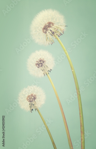  Three dandelions ranging in size on a light teal background