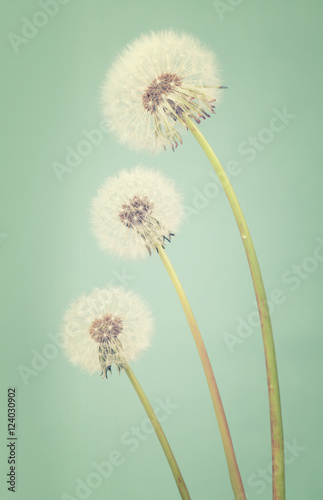 Three dandelions ranging in size on a light teal background
