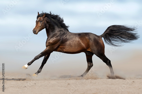 Fototapeta Beautiful horse run gallop in sandy field