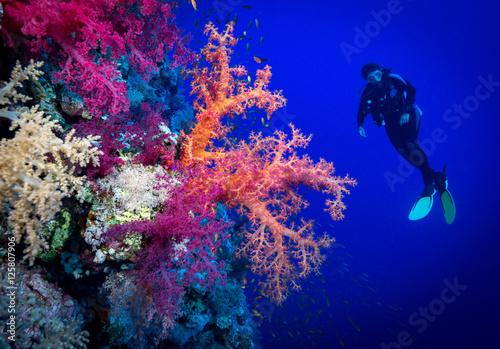 Plakat Kobieta nurek bada miękkie korale na Soraya Reef, Morze Czerwone, Egipt