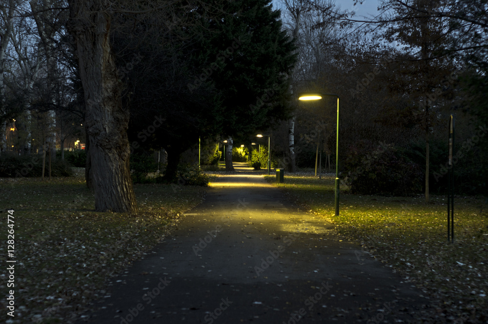 illuminated park avenue in autumn