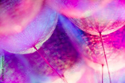 Fototapeta Colorful Pastel Background - vivid abstract dandelion flower