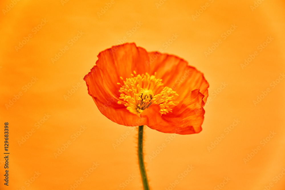 poppy close-up (231)