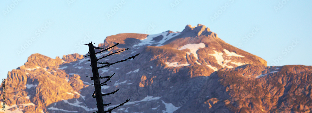 Dry tree with a mountain on background, Berchtesgaden National Park, Germany