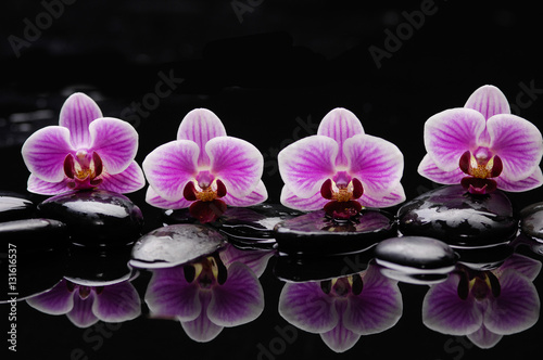 still life with black stones and gorgeous orchid