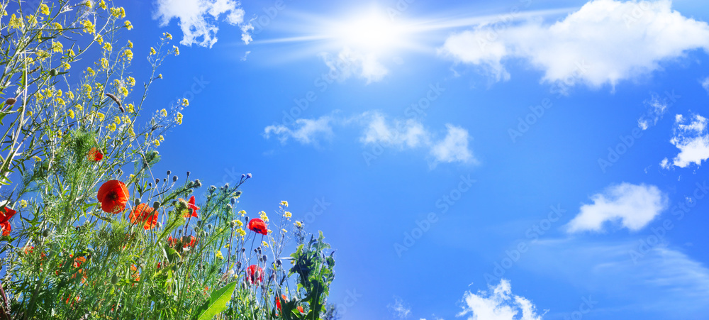Mohnblumen, Klatschmohn, Feldblumen