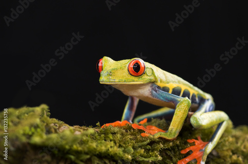 Zdjęcie XXL Przyglądająca się drzewna żaba na gałąź, Costa Rica (Agalychnis callidryas)
