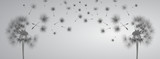 Dandelion on grey background. Flying spores. Concept of wishing, tenderness and summer time.
