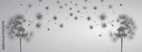 Fototapeta Dandelion on grey background. Flying spores. Concept of wishing, tenderness and summer time.