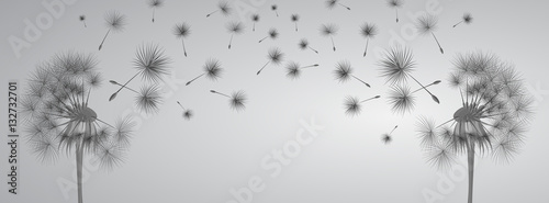  Dandelion on grey background. Flying spores. Concept of wishing, tenderness and summer time.