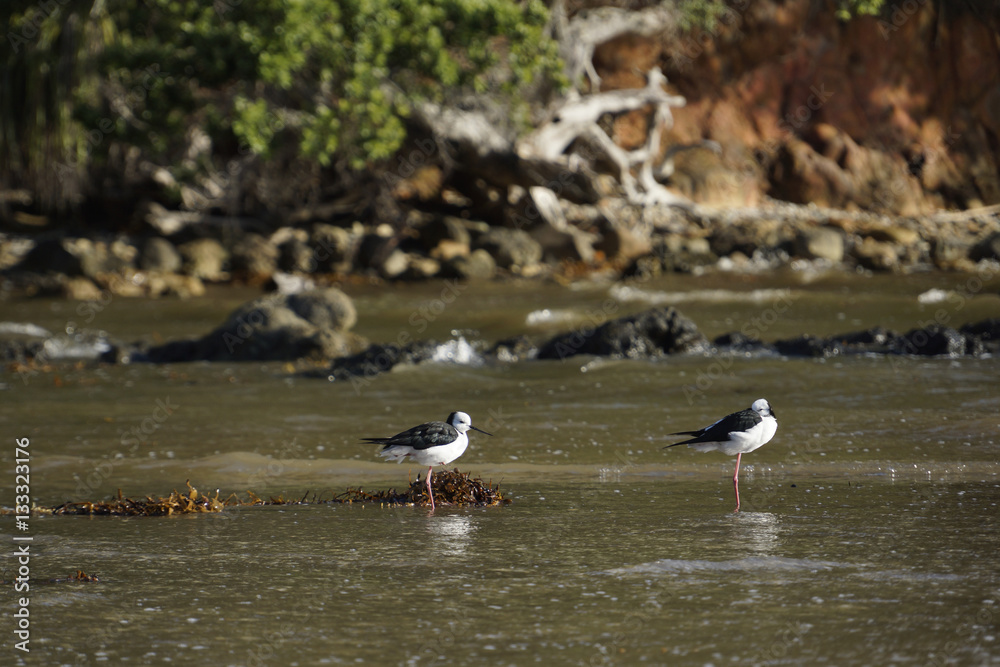 Stelzenläufer - Himantopus himantopus - Black-winged Stilt