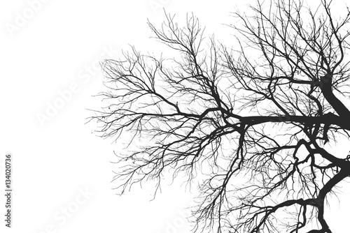 Fototapeta Tree Branch Silhouette without leaves.
