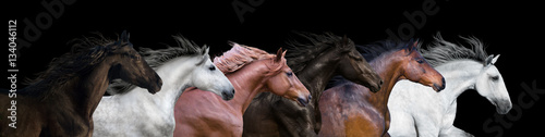 Fototapeta Six horses portraits isolated on a black background