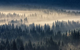 coniferous forest in foggy mountains