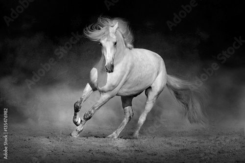 Obraz Fotograficzny Horse in motion in desert against dramatic dark background. Black and white picture