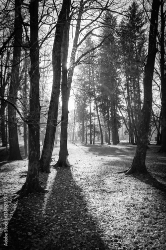 Obraz na płótnie Trees in a park with rays of light and shadows on the ground. Black and white image.