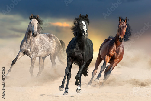 Fototapeta Three beautiful horse run gallop on desert dust against sunset sky