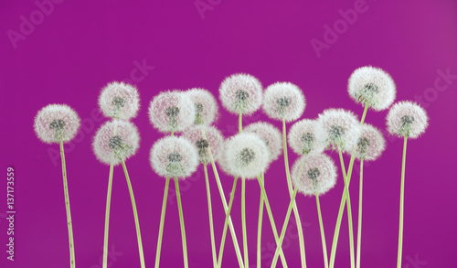 Fototapeta Dandelion flower on pink background