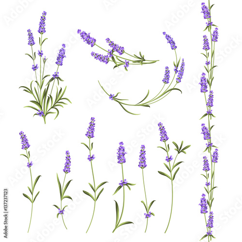  Set of lavender flowers elements. Botanical illustration. Collection of lavender flowers on a white background. Vector illustration bundle.