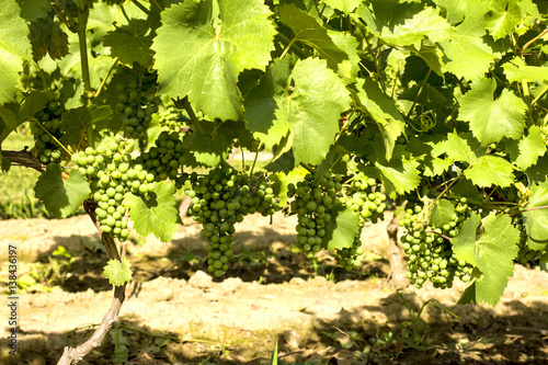 Vineyards./Vineyards 