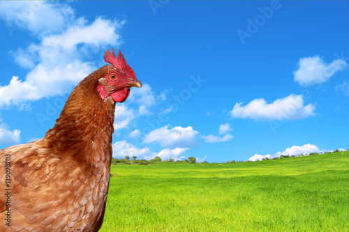 Plakat Piękne kura r. Na przełomie zielony prairie i piękne błękitne niebo z chmurami