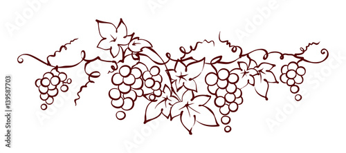 Design elements -- vine / Graphic vector illustration, grapes drawing sketch