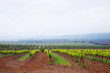 Vineyards in the spring. Overcast weather, fog. Spain, Catalonia Vineyards in the spring. Overcast weather, fog. Spain, Catalonia