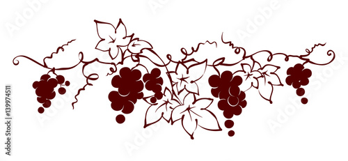 Design elements -- vine / Graphic vector illustration, grapes drawing sketch