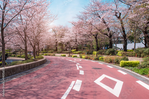 Zdjęcie XXL TOKYO MIDTOWN, JAPONIA - 1 KWIETNIA: Spring sakura cherry blossoms