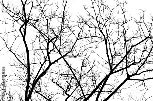  black & white tree branch silhouette photography , white background , clipping path