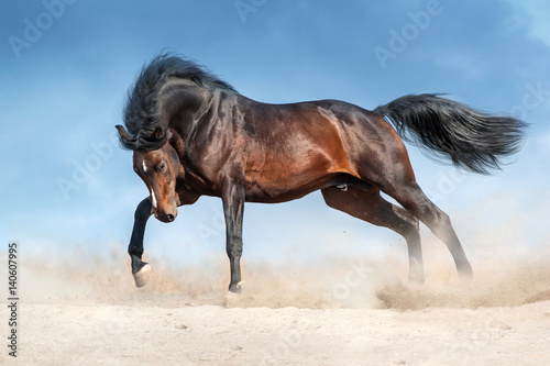  Bay stallion with long mane run in dust against blue sky