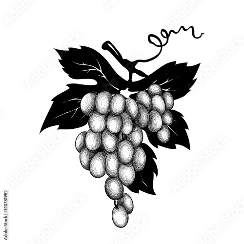 Vector decoration - grapes / Graphic vector illustration, grapes drawing sketch
